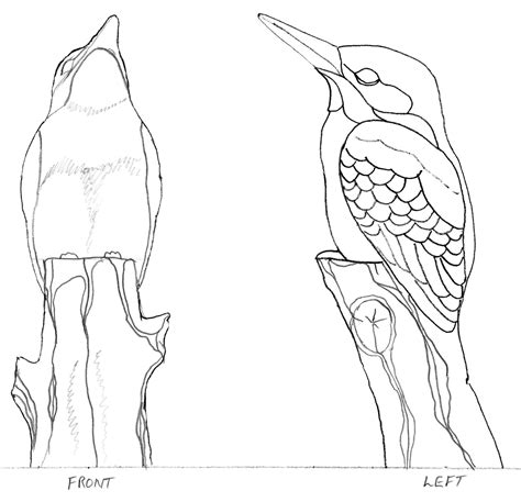 A recent and excellent sighting of a kingfisher - I even managed to get some photos - on the ...