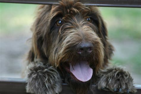 The funniest Wirehaired Pointing Griffon dog photo and wallpaper. Beautiful The funniest ...