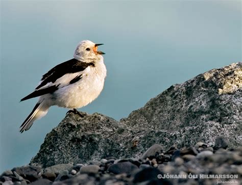 Snow Bunting - Wildlife Iceland