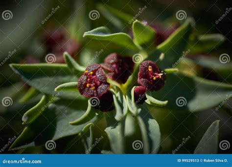 15-08-2017 Atacama Desert, Chile. Flowering Desert 2017 Stock Image ...