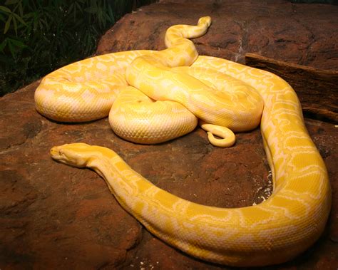 File:Albino burmese pythons.jpg - Wikipedia