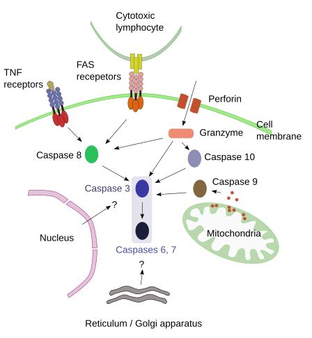 The cell. More information. Apoptosis. Atlas of Plant and Animal Histology