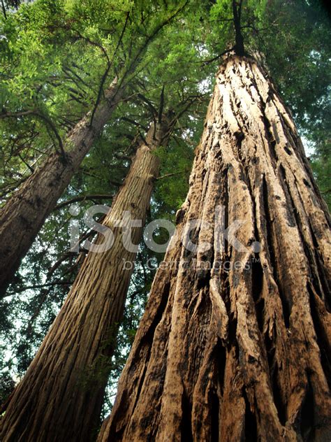 Ancient Redwoods Muir Woods California Stock Photo | Royalty-Free ...