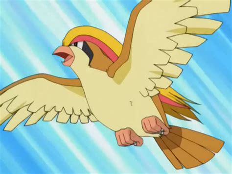 25 Awesome And Interesting Facts About Pidgeotto From Pokemon - Tons Of Facts