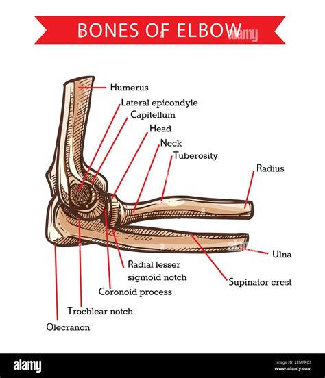 Olecranon process of ulna Stock Vector Images - Alamy