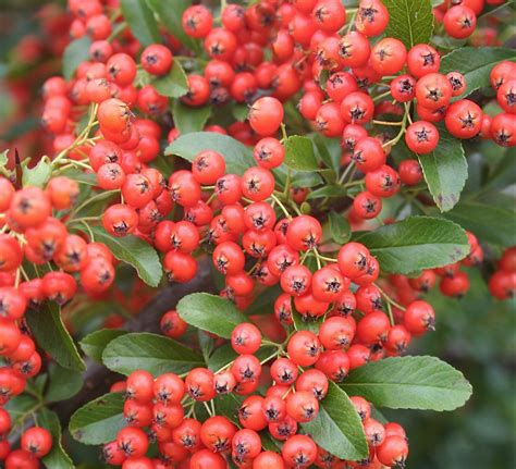 This Is Why You Should Grow a Firethorn Bush - Birds and Blooms