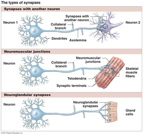 types of synapses | Physiology, Medical student study, Ap psychology