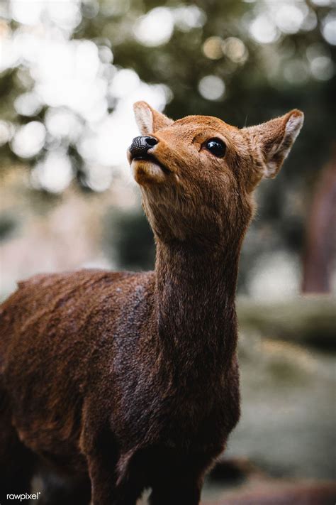 Sika deer in Nara Park, Japan | premium image by rawpixel.com / Luke ...