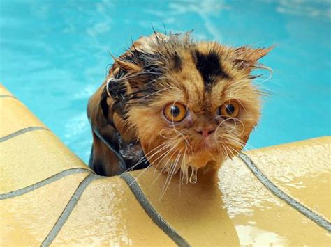 Swimming Cats Are So Funny (29 pics) - Izismile.com