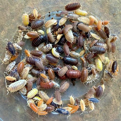 Porcellionides Pruinosus Isopods - Super Cricket Farms