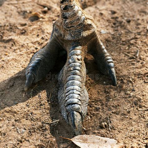 Emu Foot stock image. Image of wildlife, foot, native - 36514355