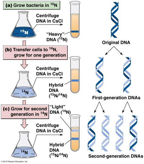 Dna Replication Semiconservative : Biological Science Picture Directory – Pulpbits.net