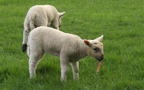 Spring Lambs - Northern Landscapes by Steven Iceton