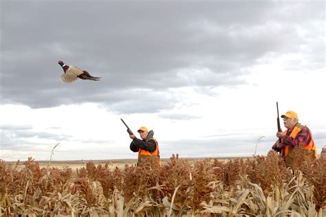 How To Hunt South Dakota Pheasants, Cheap — Ron Spomer Outdoors