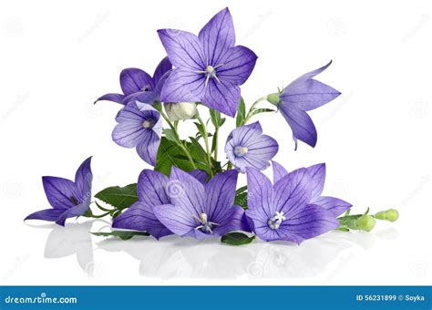 Beautiful Bouquet From Bell Flowers Stock Image - Image of bluebell ...