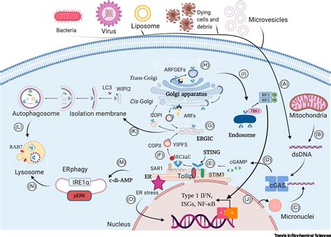 The Evolution of STING Signaling and Its Involvement in Cancer: Trends ...