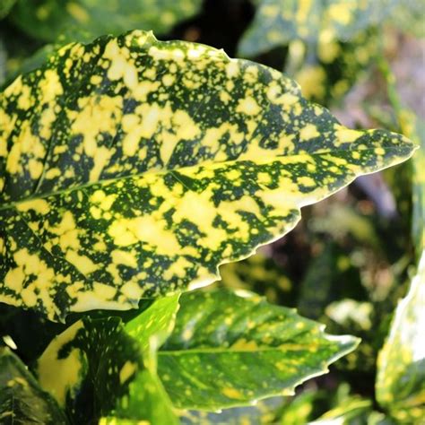 Aucuba japonica 'Variegata' - Warners Nurseries