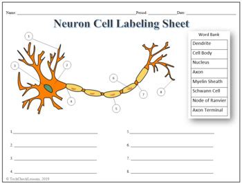 Neuron Cell Labeling & Functions Science Worksheet by TechCheck Lessons