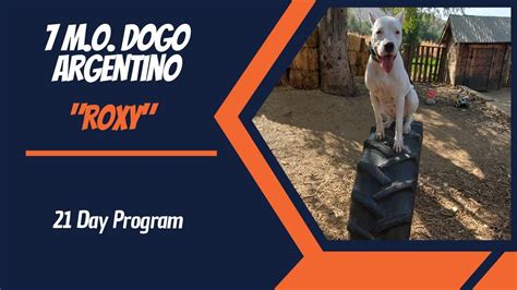 DOGO ARGENTINO / DOG TRAINING - YouTube