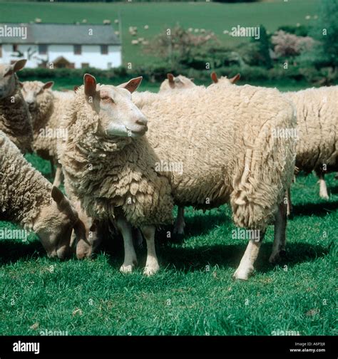 Charollais sheep hi-res stock photography and images - Alamy