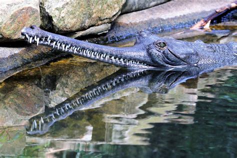 So Many Teeth | Gavialidae Crocodile relaxing, picture taken… | Flickr