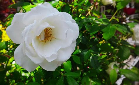 Floribunda Roses Keep on Blooming | Floribunda roses, Rose varieties, Rose