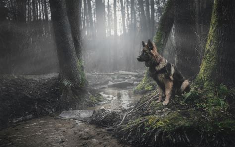 animals, Dog, Forest, German Shepherd Wallpapers HD / Desktop and ...