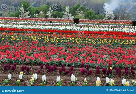 Tulip Garden Srinagar, Jammu and Kashmir Stock Photo - Image of bloom ...