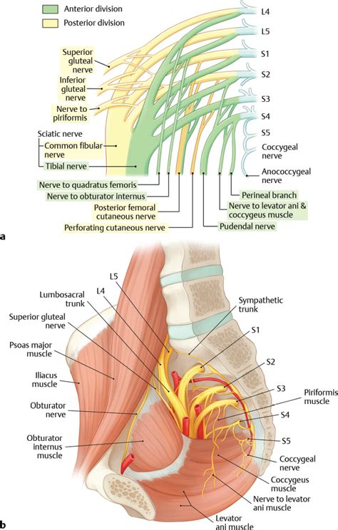 7 Sacral Spine | Neupsy Key