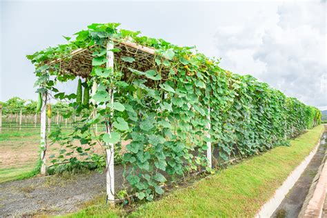 How To Trellis And Grow Squash Vertically For Higher Yields In Less Space