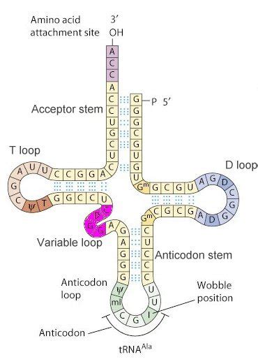 tRNA Structure