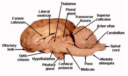 Communication HSC Biology - Home