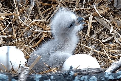 Watch: Second baby bird in Hanover bald eagle nest