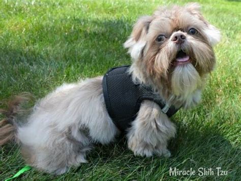 Shih Tzu Barking Problems: Techniques to Help Quiet Your Dog