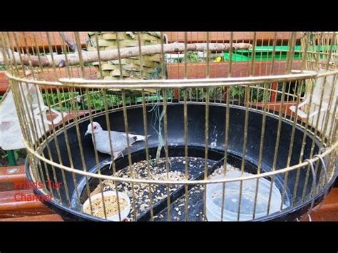 Fancy breeds of Pigeons - Diamond Dove in cage - YouTube