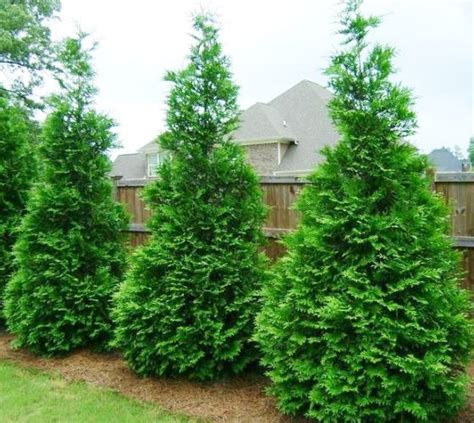 Green Giant Arborvitae ( Thuja plicata ) | New Life Nursery