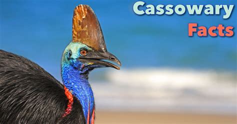 Cassowary Facts For Kids: Information, Pictures & Video