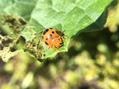 Squash Beetle is Active in Hocking County | Growing Athens County