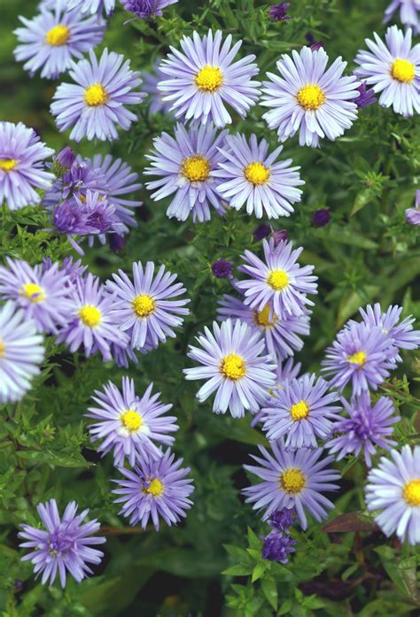 Autumn Asters Flowers Flowers Photo Free Stock Photo - Public Domain ...