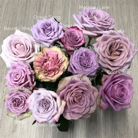 Hamifleurs Flowerexport on Instagram: “🌹 Rose Sunday 🌹 Purple roses ...