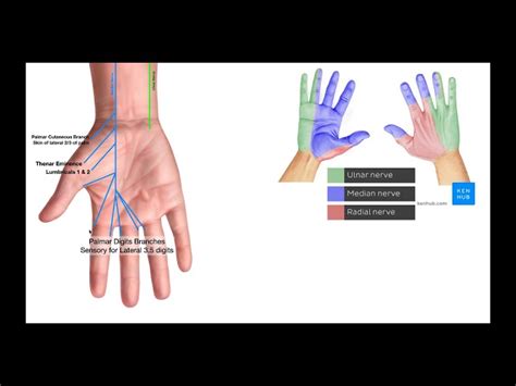 Ulnar Nerve Anatomy Hand