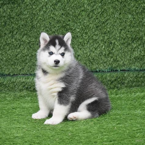 Siberian Husky puppy pups puppies sale in delhi | Siberian husky dog, Siberian husky, Pet breeds