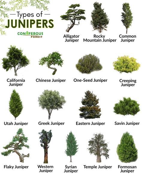 Juniper Tree: Hardy Evergreen with Cultural Significance