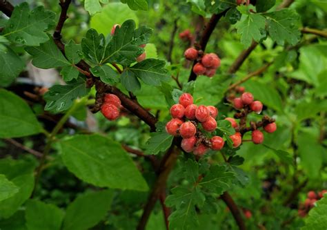 Poison Sumac Berries