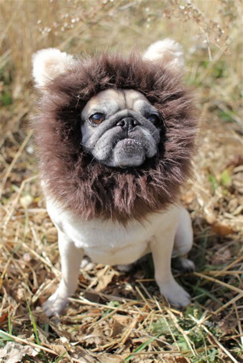 PUG SLOPE » lion