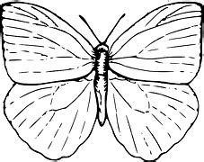 Free vector graphic: Insect, Sketch, Legs, Antennae - Free Image on Pixabay - 48140