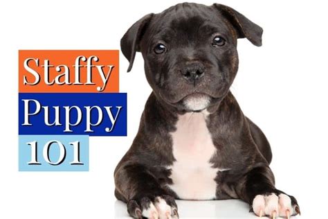 Staffordshire Bull Terrier Puppy [Ultimate Staffy Puppies Guide]