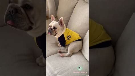 Dog Human Matching Shirts - YouTube