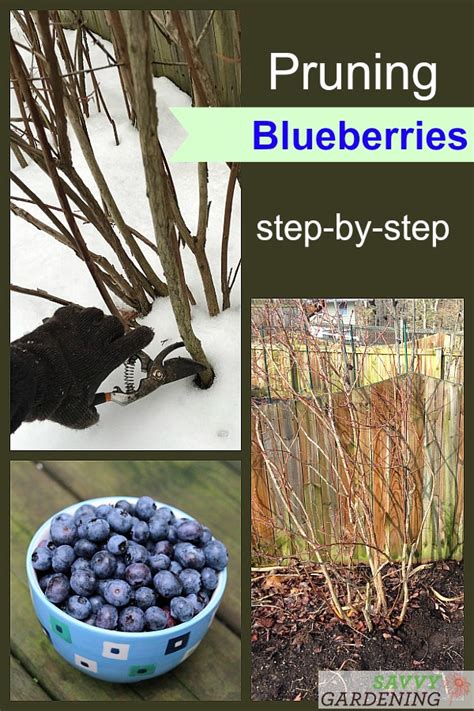 Pruning Blueberries: Step-by-step Instructions for More Fruit