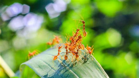 Ant Predators | Intriguing Facts and Key Role in Ecosystem Balance - Pest Samurai